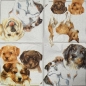 Serviette Hunde, Welpen